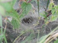 CIMG4831funnelwithspiderlings.JPG