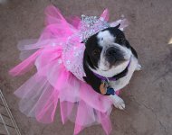 ballerina-princess-dog-cost.jpg