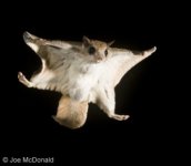 southern-flying-squirrel-voplaning1.jpg