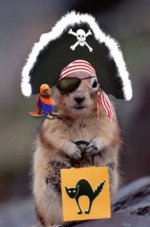 animal-clothes-pirate-squirrel--large-msg-125668277213.jpg