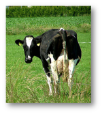 Cow.png