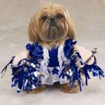 Dog-dressed-as-dallas-cowboys-cheerleader.jpg