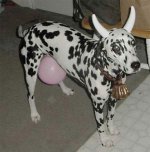 halloween-dogs-3.jpg