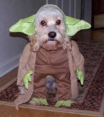 dogyoda.jpg