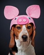 Dogs+Dressed+As+Pigs+%u0025252825%2529.jpg