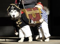 Dog-Pirate.jpg