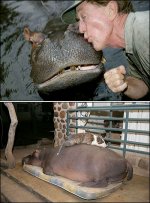 image.php?&aid=1034&hippo-pet.jpg