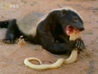 honey-badger.jpeg