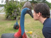 cassowary2.jpg