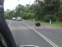 cassowary+crossing(Liz+Gallie).jpg