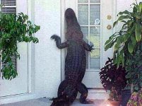 alligator-at-door-main_full.jpg