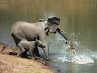 elephant-vs-alligator-fight2_28158_600x450.jpg