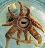 Promachoteuthis-Sulcus-creepy-squid.jpg