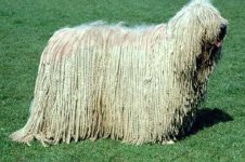 Komondor_Dog.jpg