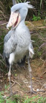 Shoebill.jpg