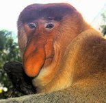 220px-Portrait_of_a_Proboscis_Monkey.jpg