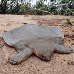 softshelledturtle.jpg