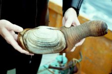 geoduck.jpg