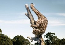 funny_giraffe_25.jpg