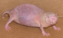 naked-mole-rats.jpg