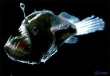 blackdevil-angler-fish-4562.jpg