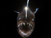 anglerfish-comin-at-ya.jpg