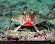 rosy-lipped-batfish-weird-sea-animals.jpg