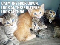 calm-down-and-look-at-these-kittens-funny-kittens.jpg