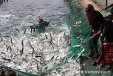 fish-harvest-91.jpg