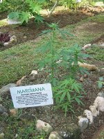 450px-Jrb_2004_marijuana_plant_jamaica_001.JPG