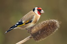 520-goldfinch.jpg