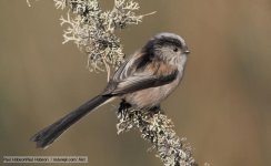 long-tailed_tit_1.jpg