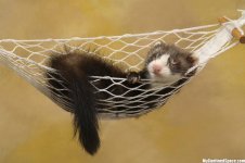 ferret-hammock.jpg