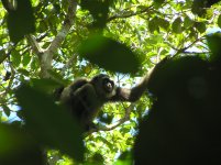 Agile Gibbon_RosalieDench.JPG