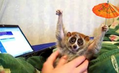 slow_loris_umbrella_large.jpg