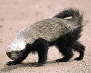 220px-Honey_badger.jpg