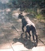 048587-sydney-039-s-039-big-cat-039-sighted-again.jpg