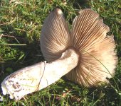 Entoloma9049.jpg