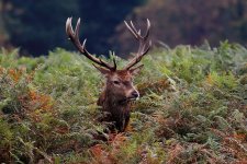 red deer 4 - copy.jpg