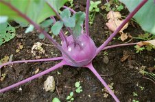 HomegrownKohlrabi.jpg