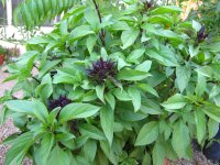 Thai Basil.JPG