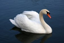 Mute_swan_Vrhnika.jpg