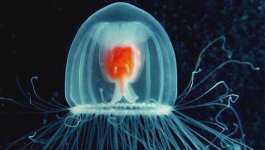 Turritopsis-nutricula.jpg