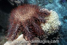 crown-of-thorns-starfish-24M1222-16.jpg