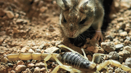 grasshopper_mouse_scorpion.gif