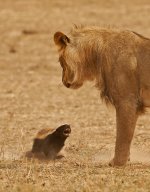 honey-badger-vs-lion-103709153300.jpeg