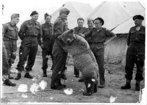 wojtek-soldier-bear-iwm.jpg