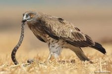 short toed eagle.jpg