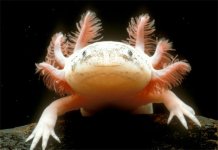 Axolotl.jpg