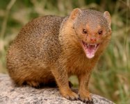 mongoose.jpg